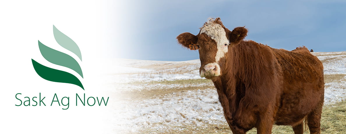 SKAgriculture's tweet photo. Have you signed up for Sask Ag Now? It’s a monthly digital e-newsletter that provides agronomic information, as well as updates related to trade and market development, industry trends and agricultural policy.

Subscribe here:

https://t.co/lvX093IHZW 

#SaskAg https://t.co/1amg061MTk