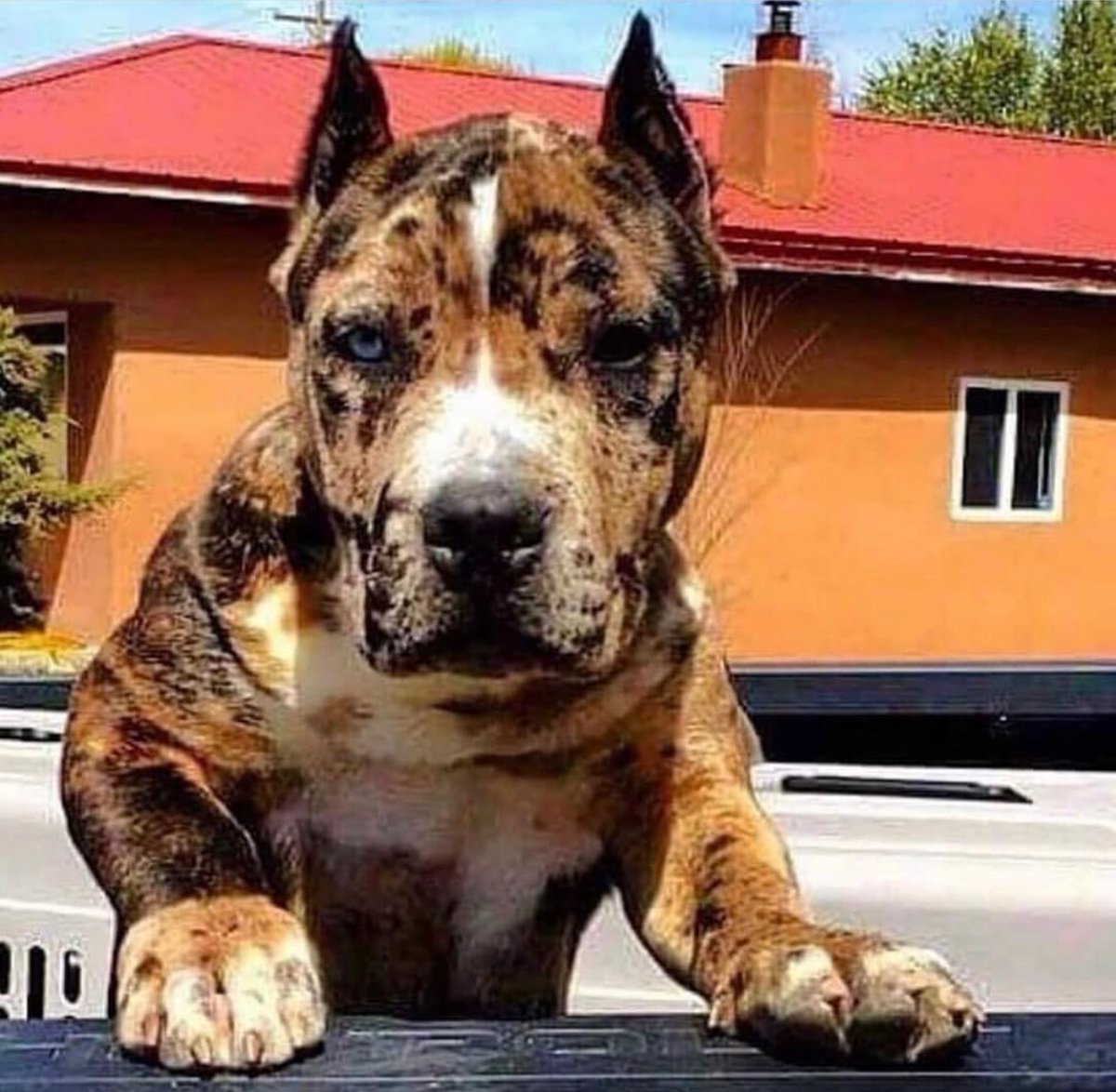 Sambo 😍

#bully #bullyworldwide #bullylifetv #ukc #americanbullies #bullyworld #xlbully #pocketbully #bullymagazine #bullynation #bullypics #bullybreeds #bullys #bullypuppies #bullylovers #bullysofinstagram #bullygram #exoticbully #bullypuppy #americanbullys #bullylover