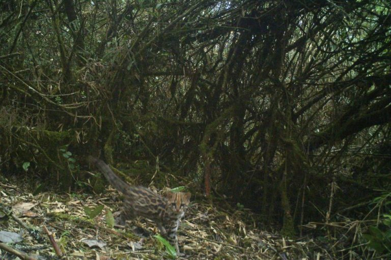 Mongabay Latam tweet media