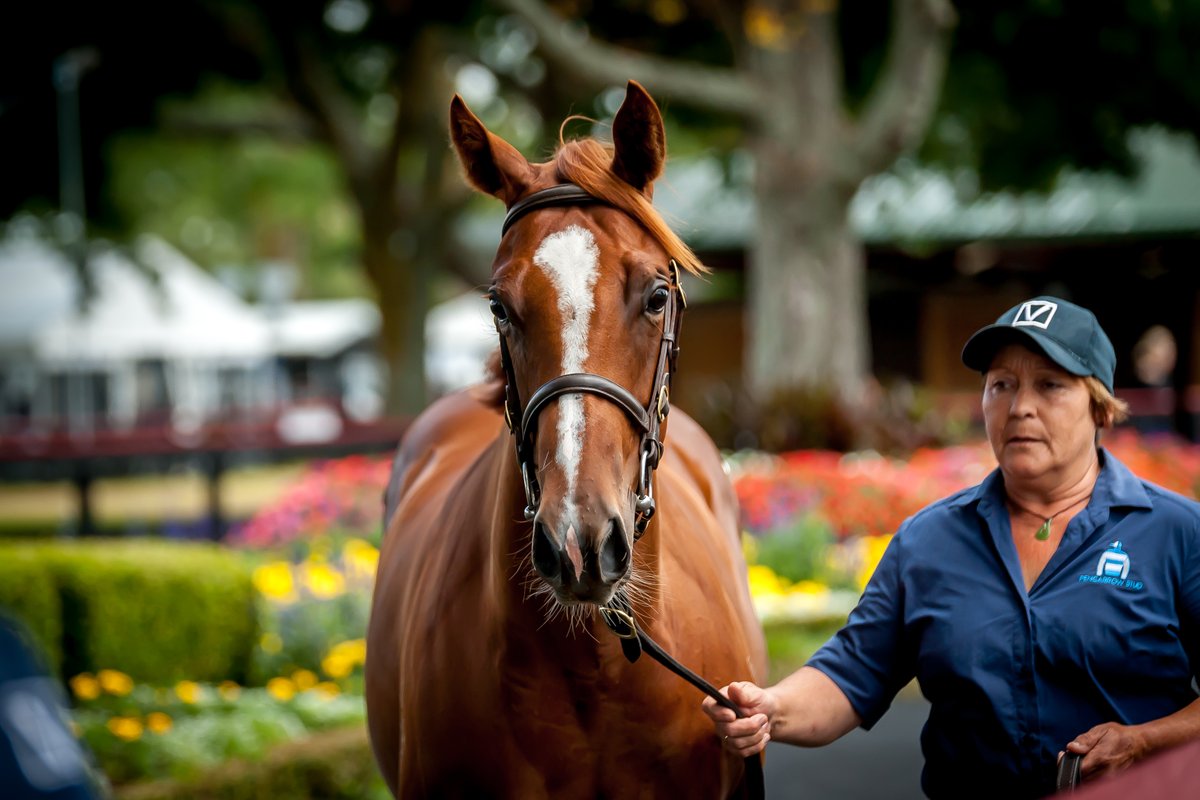 PencarrowStud's tweet photo. #Pencarrow’s exquisite bloodlines are respected and renowned throughout Australasia and further afield. Buyers are given relatively few chances to tap into these famous families, but every year, #Karaka provides that prized opportunity. 💙
📰: https://t.co/UpfbIuX3X8 https://t.co/Nh8t9aqSOR