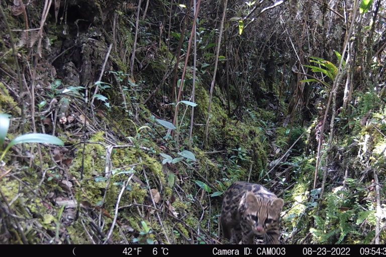 Mongabay Latam tweet media