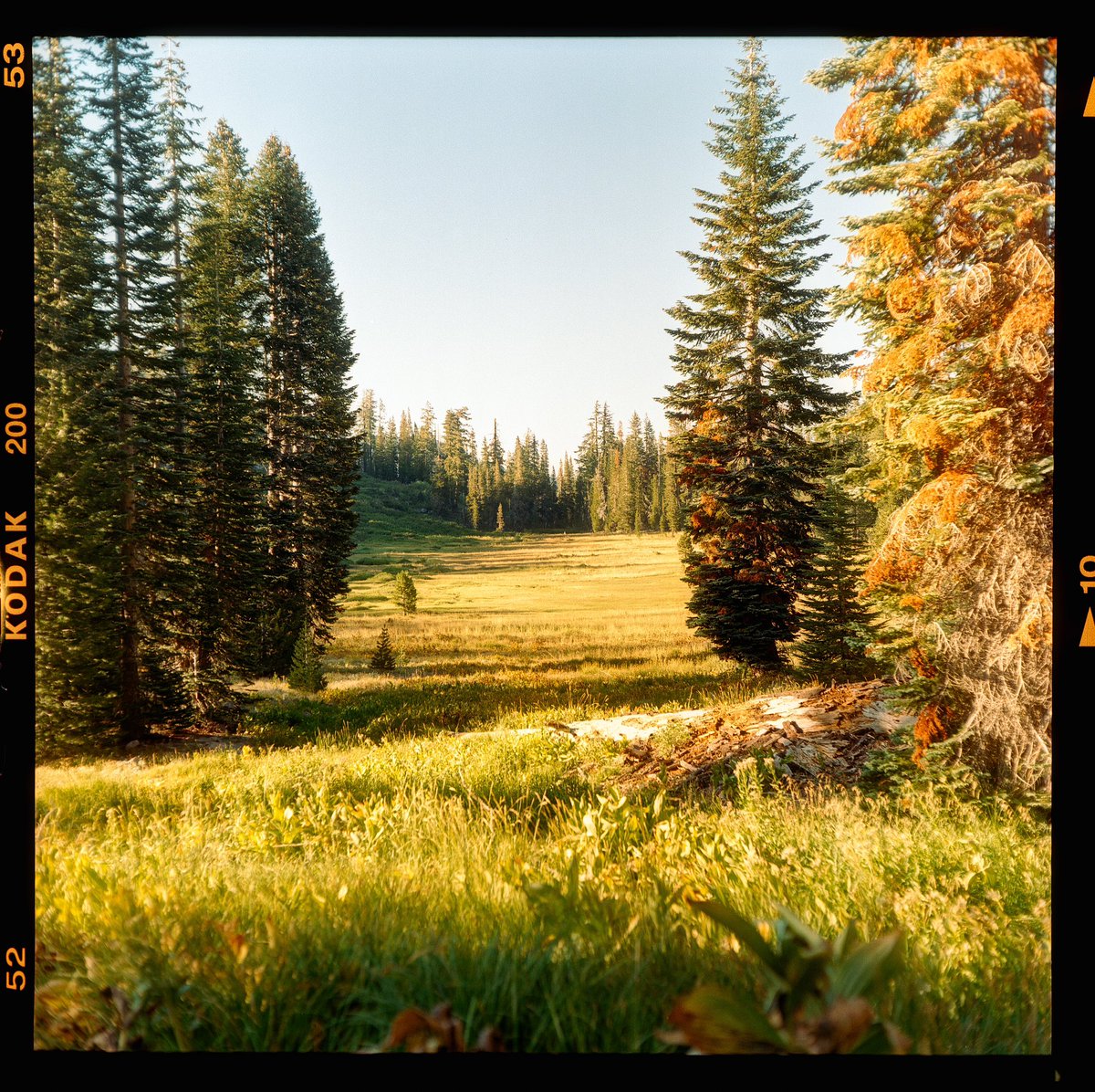 ryanadrift's tweet photo. photos from my first roll of medium format film https://t.co/awbIIMqiW6