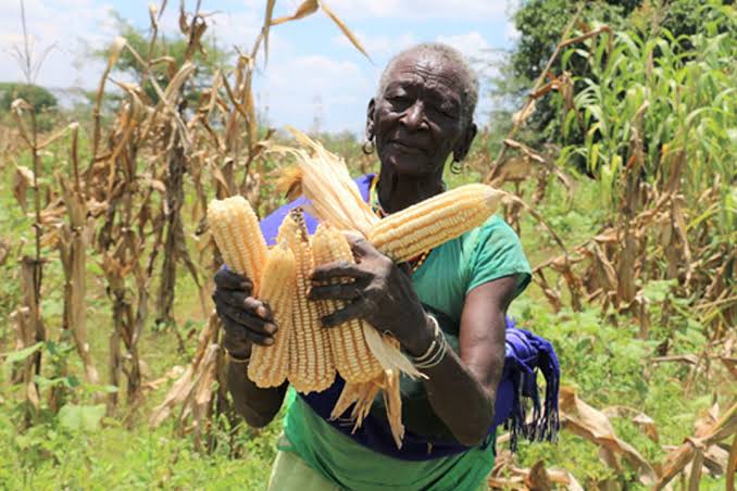 ayowecca_uganda's tweet photo. Poor farming methods leads low crop yields hence hunger crisis. Support us in #GR16 Agriculture https://t.co/5qq5bMIth4 #Gitcoin And Emerging Communities https://t.co/cEBYxtRnbt #GitcoinAlpha To find solutions to vulnerable Communities to save them from food insecurity. #Climate https://t.co/9mQxqR9a5V