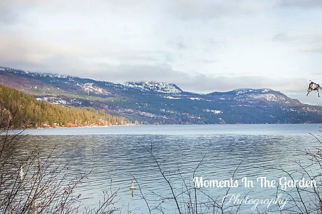 MomentsintheG's tweet photo. Lovely to see a little blue sky today and a break from the rain. #fintryprovincialpark #bcparks #okanaganlife #okanaganlifestyle #bluesky #mydailywalk #snowmelting #landscapephotography #momentsinthegardenphotography https://t.co/68Sn0VBemI