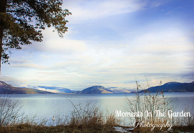 MomentsintheG's tweet photo. Lovely to see a little blue sky today and a break from the rain. #fintryprovincialpark #bcparks #okanaganlife #okanaganlifestyle #bluesky #mydailywalk #snowmelting #landscapephotography #momentsinthegardenphotography https://t.co/68Sn0VBemI