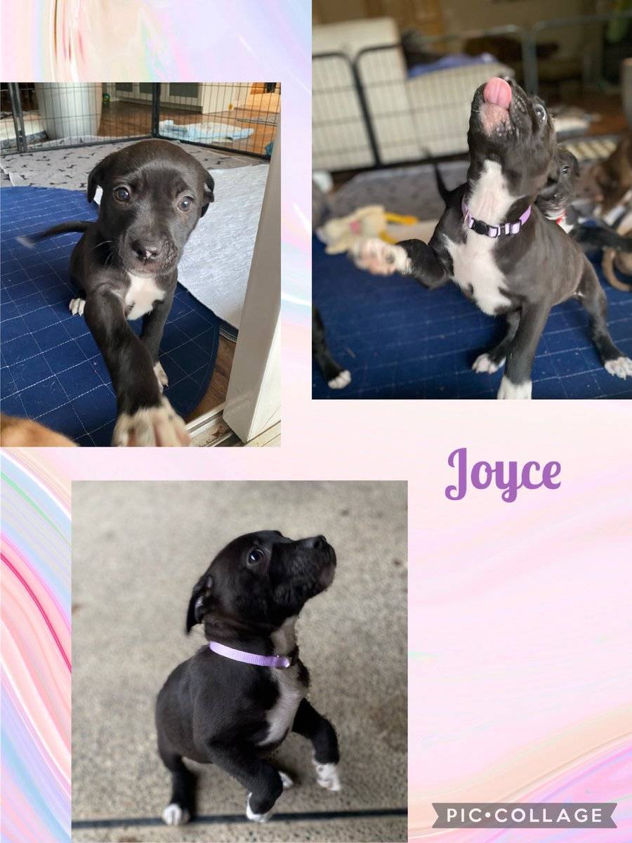 ⭐️Available NOW⭐️
Name: Joyce
Age: 9 weeks Sex: female
Breed: lab/cattle dog/ terrier mix
Est weight full grown: 50-70lbs
Apply at shelterluv.com/matchme/adopt/…

Please allow up to 7 days for volunteers to respond
#adoptme #adoptdontshop  #greatersacramentoarea #rehomehour #dogs