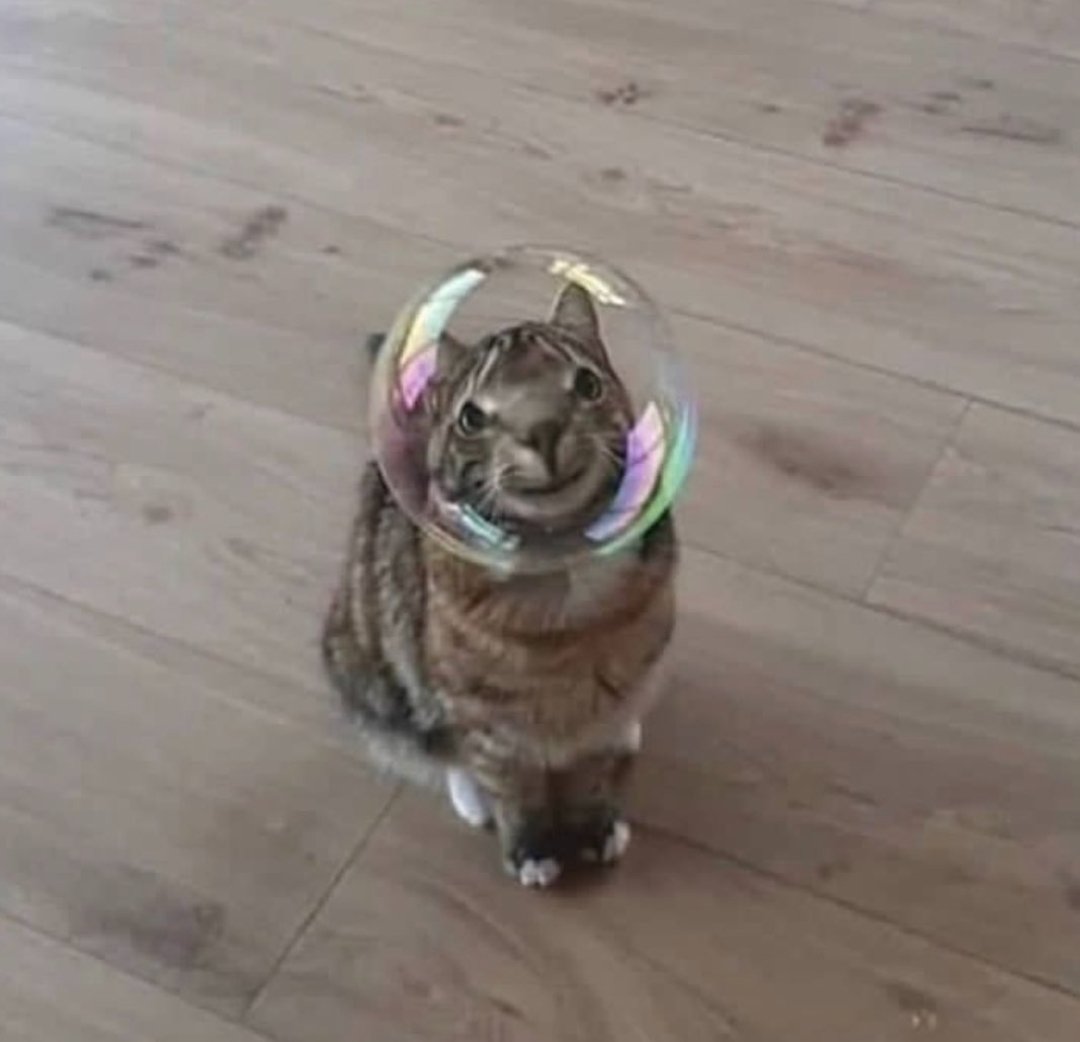 Catlantis (@Catlantiss) / Posts / X