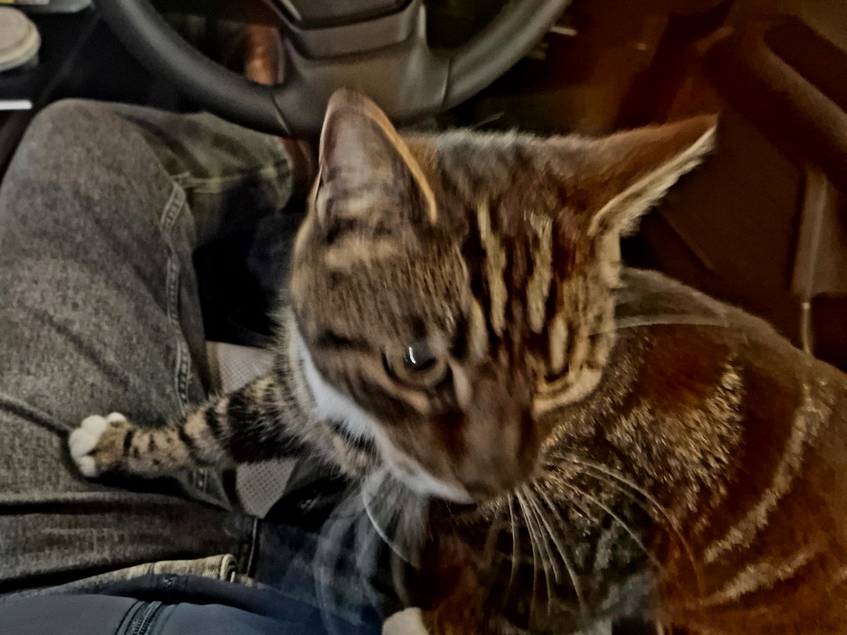 Sitting in the basement carpark at <a href="/autocar/">Autocar</a> HQ today, slowly freezing while waiting for a test car to arrive. Incessant racket outside so I open the door and this guy jumps straight in. Guess he's now our new mascot, will come on group tests, etc. #autocat
