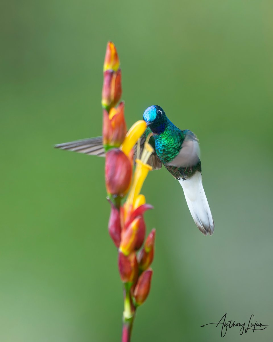 anthonylujan's tweet photo. The White-tailed Starfrontlet (Coeligena phalerata) is endemic and listed as Near Threatened to the Santa Marta Mountains in Northern Colombia.
Sony A1 - Sony 600mm
#alhummingbirdinflight

#WhitetailedStarfrontlet #Starfrontlet #hummingbird #nuts_about_birds #earthcapture #col... https://t.co/RA3Vwz6H2i
