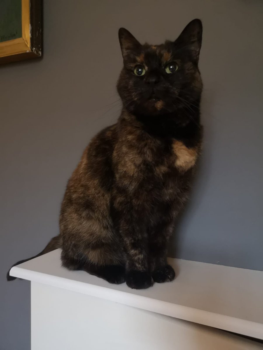 marks_of_design's tweet photo. @LorenzoTheCat Pickles, my 14 year old tortie is sending Flossie big bean hugs! https://t.co/maWjc3Sf1x