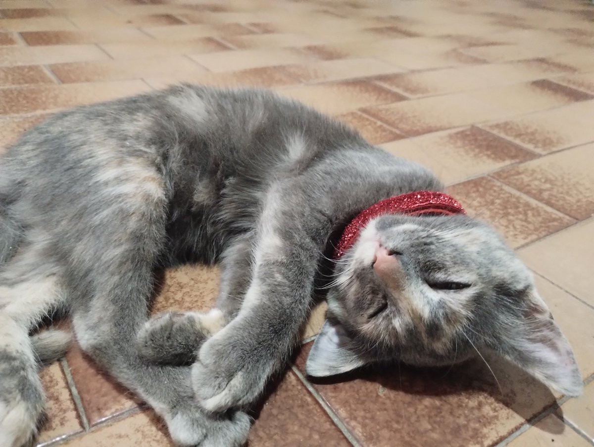 Gabri_el_OF's tweet photo. #Time #sleep #littlecat https://t.co/fGiDOUJXAb
