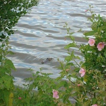 🌿🌼🧺 tweet media