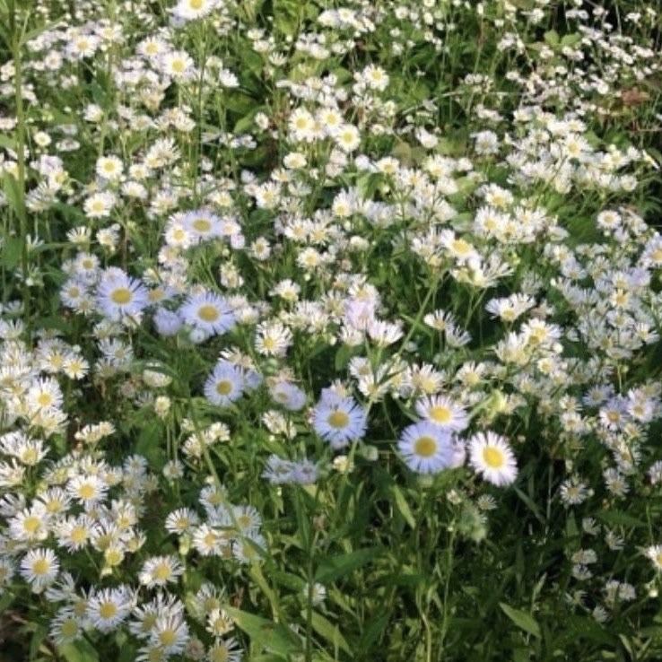 🌿🌼🧺 tweet media
