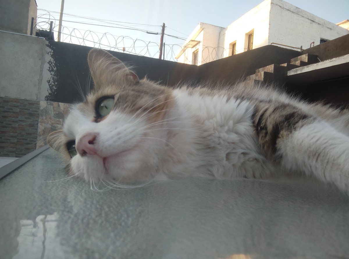 vick_fuentess's tweet photo. abro hilo de mi gato posando https://t.co/7gxcrLpp03