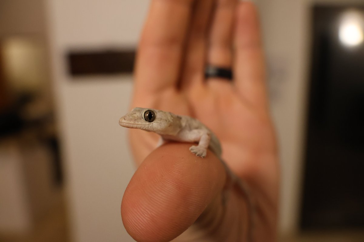 mgstarkey's tweet photo. A fun night in and around Hoedspruit: Tons of toads, a very interesting and beautiful East-Africa shovel-snout snake (Prosymna stuhlmanni), a road mortality Mozambique spitting cobra (Please #BrakeForSnakes) & a nonnative house gecko that greeted us when we we came home. πΈπππ¦ https://t.co/Ioc8I17Xpz