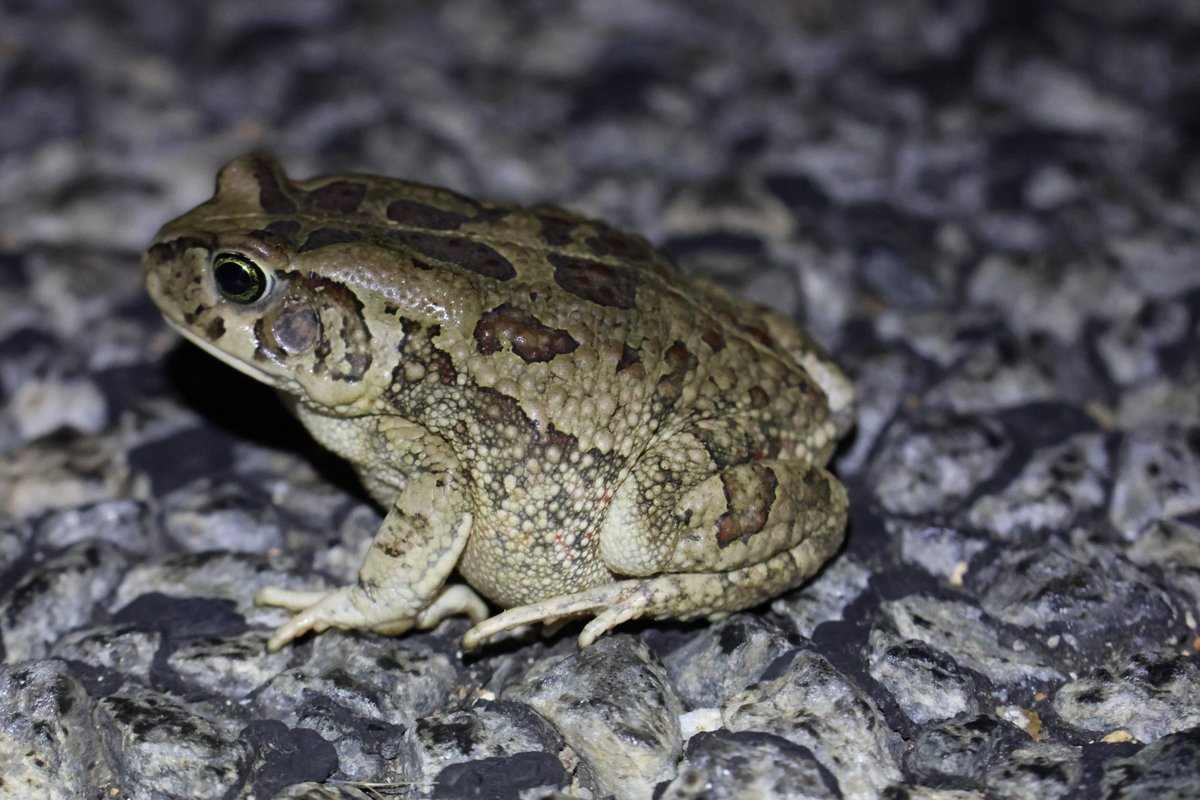 mgstarkey's tweet photo. A fun night in and around Hoedspruit: Tons of toads, a very interesting and beautiful East-Africa shovel-snout snake (Prosymna stuhlmanni), a road mortality Mozambique spitting cobra (Please #BrakeForSnakes) & a nonnative house gecko that greeted us when we we came home. πΈπππ¦ https://t.co/Ioc8I17Xpz