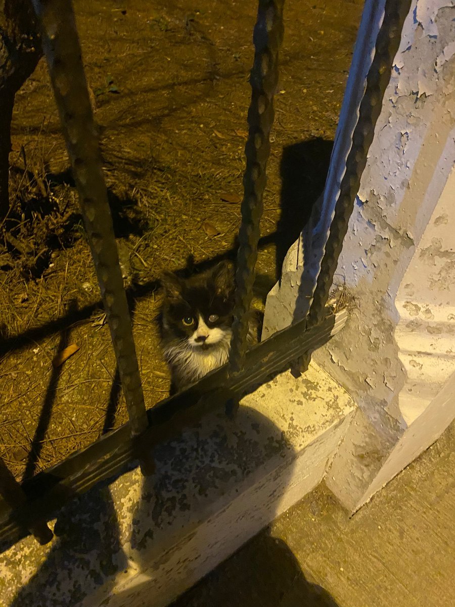enazuckopek's tweet photo. Bu daha bebekti yakalayamamıştık hala bebek ama artık yaklaşıyor. Tek gözü bu halde dolanıyor geçici alırım diyen varsa gözünü gösterelim belki de yuva buluruz ne dersiniz ? https://t.co/zXQkOgsIPl