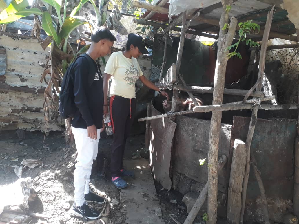 jdb_carabobo1's tweet photo. #17ene Desde la Paraguita, visitamos a los  pequeños productores y productoras agricolas 🌾⛏️🚜👩‍🌾 y de cria de Porcinos 🐖🐷 de este Sector. Pero además asumimos la responsabilidad de activar un Nodulo para la formación y capacitación de nuestro Jóvenes @jaarreaza @eugeniolugo21 https://t.co/yn2wpG5ogi