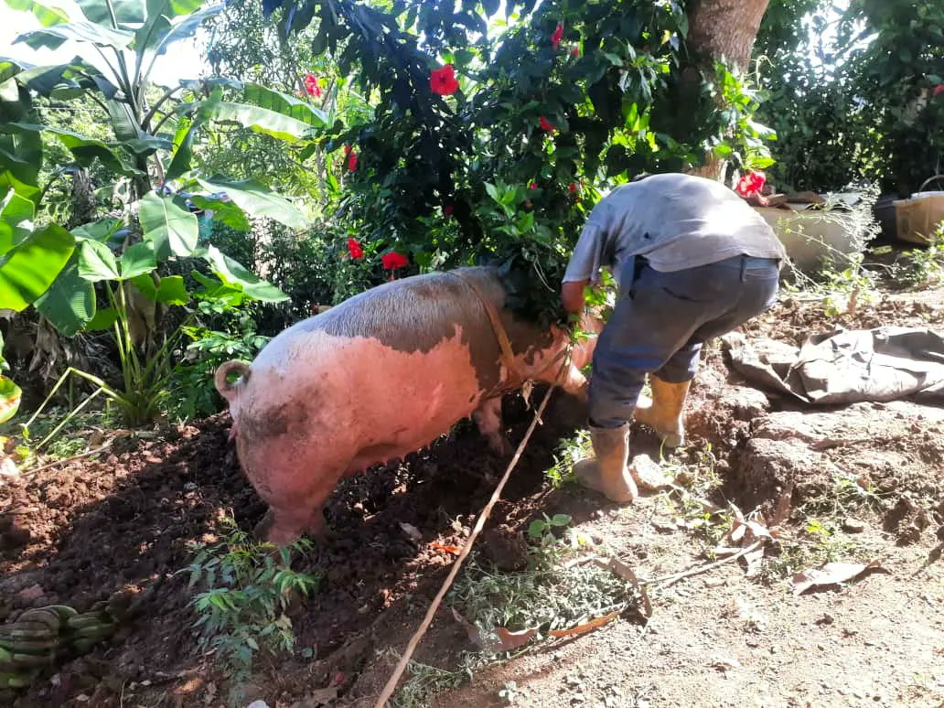 jdb_carabobo1's tweet photo. #17ene Desde la Paraguita, visitamos a los  pequeños productores y productoras agricolas 🌾⛏️🚜👩‍🌾 y de cria de Porcinos 🐖🐷 de este Sector. Pero además asumimos la responsabilidad de activar un Nodulo para la formación y capacitación de nuestro Jóvenes @jaarreaza @eugeniolugo21 https://t.co/yn2wpG5ogi