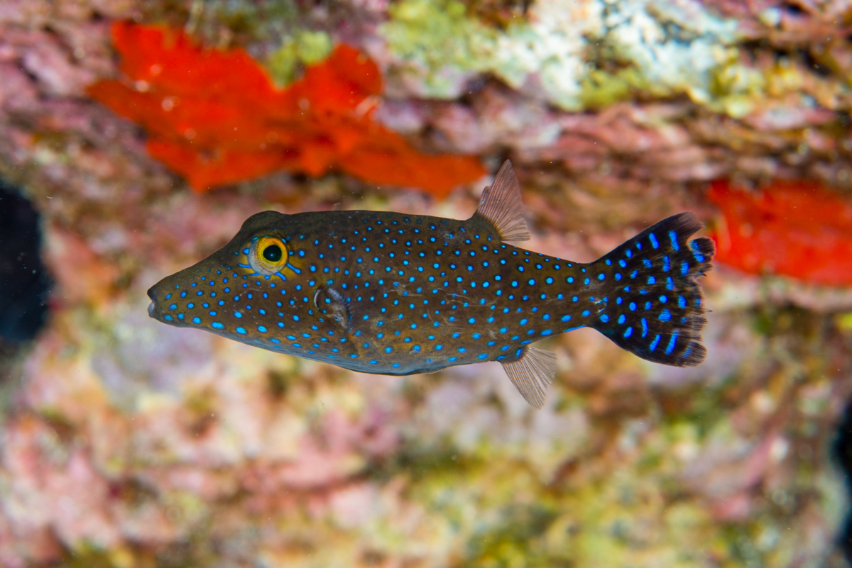 Another species shared by Ascension and St Helena (despite its name) is the St Helena Sharpnose Pufferfish, Canthigaster sanctaehelenae. It's common on both islands, from shallow to deep reefs, and it's a good looking puffer! #ichthyology
