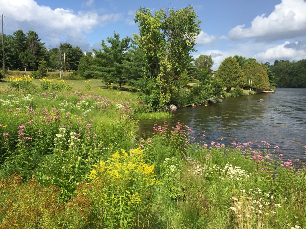WatershedsCAN's tweet photo. #DYK having a natural shoreline with a variety of plants helps prevent erosion, protects water quality, improves biodiversity, reduces flood water damage, and looks beautiful?
Click here to be added to our #NaturalEdge Program 2023 site visit list: https://t.co/op0gGMq9le https://t.co/w293mQ9Qwy