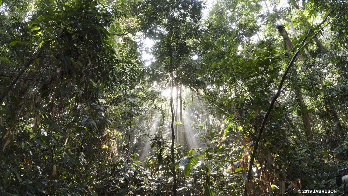 The forests of Central Africa have faced an unprecedented #biodiversity loss in recent years, and the true environmental impacts are only just beginning to come to light. Learn how @PCLG_IIED supports locally led initiatives to address these challenges: povertyandconservation.info