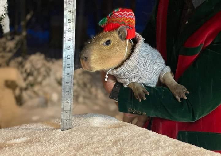 CAPYBARA_MAN's tweet photo. construction worker https://t.co/eSXQb4ypmE