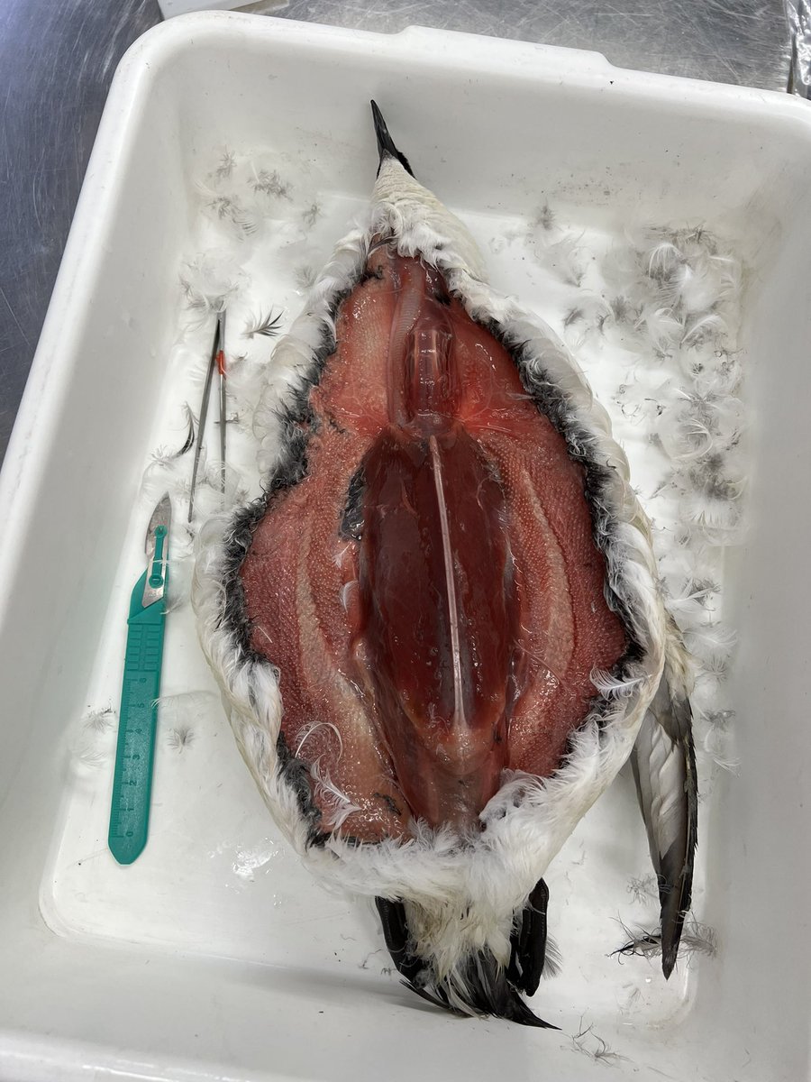 Joan Giménez (@joan_gimenez) on Twitter photo Analysing the unusual razorbill die-off in the Mediterranean Sea with <a href="/angieloring/">Angela Loring</a> @JNavarroBernabe @salvagaviotas <a href="/ICMCSIC/">ICM-CSIC</a> <a href="/IEO_Malaga/">IEO Málaga 🌊⛴️🐟🌡️🔬</a> #marinehealth #trophicecology #stableisotopes Analysing the unusual razorbill die-off in the Mediterranean Sea with <a href="/angieloring/">Angela Loring</a> @JNavarroBernabe @salvagaviotas <a href="/ICMCSIC/">ICM-CSIC</a> <a href="/IEO_Malaga/">IEO Málaga 🌊⛴️🐟🌡️🔬</a> #marinehealth #trophicecology #stableisotopes
