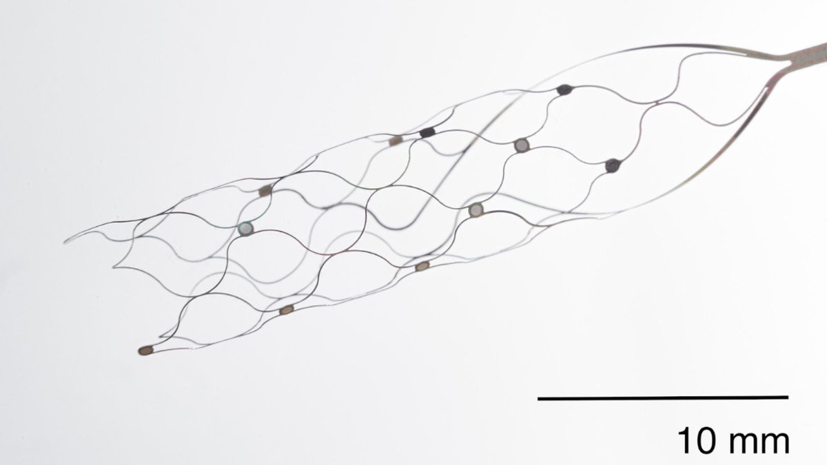 CaraSantaMaria's tweet image. New &apos;thought-controlled&apos; device reads brain activity through the jugular. 🧠

#BrainImplants #Implants #BrainActivity #Neuroscience #Technology #Innovation 

livescience.com/brain-computer… via @LiveScience