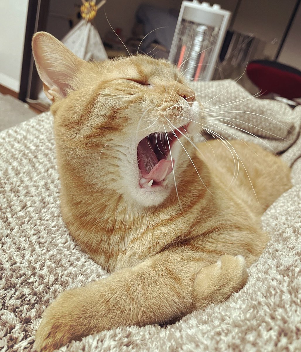 ChitaroL's tweet photo. Day.1222
きれいなあくび😆

#猫好きさんと繋がりたい #猫 #マンチカン #茶トラ #cats #CatsOfTwitter #ginger #足長 #あくび https://t.co/HZ9GMcnpre