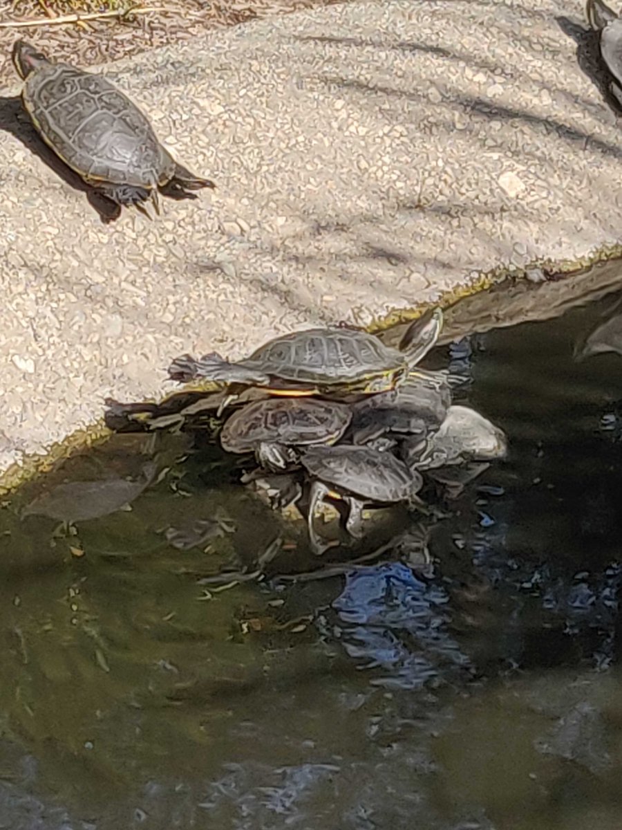 Caltech_Turtles tweet picture