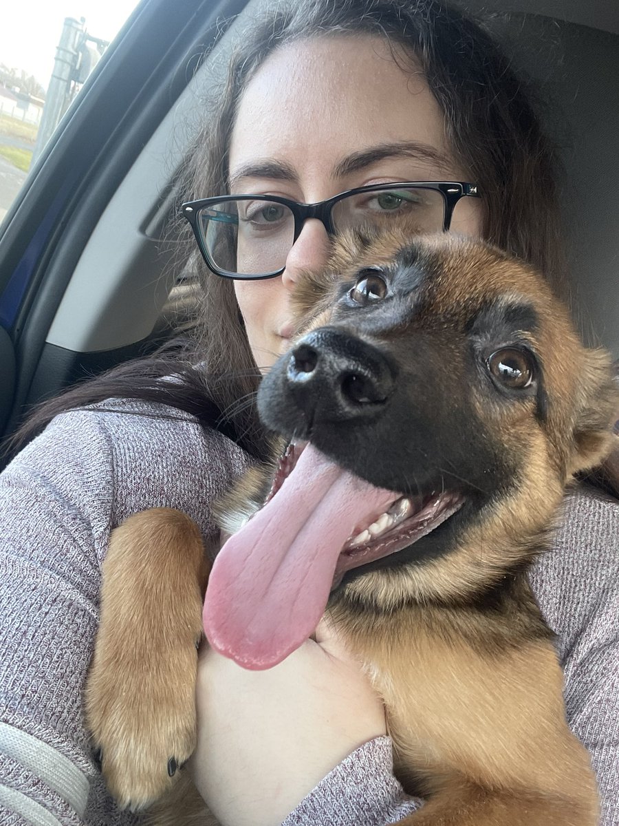 Rainbow__Wolf16's tweet photo. Well I added a new member to the family! Welcome home #Enri πππ
#puppy #PuppyLove #Malinois #BelgionMalinois #AustralianShepherd #BlueHealer #Cute #adorable #love https://t.co/iuNZ0BZ7Cs