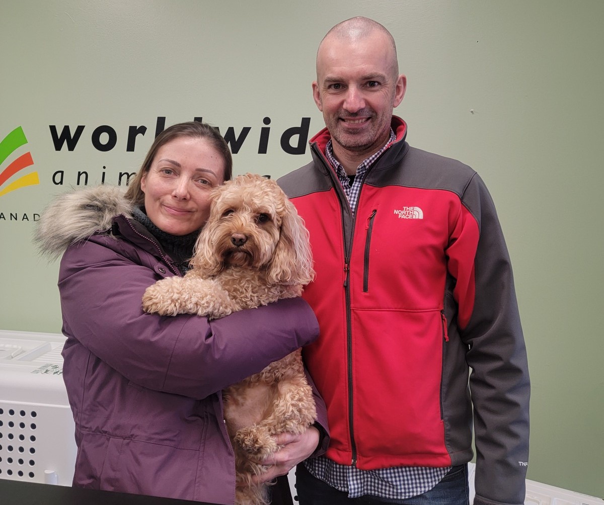 Meet Duke a Cavapoo dog! 
Duke's parents are heading to the UK - where they will be reunited! 

For all of your animal travel needs reach out to us today! 

#travel #dogs #uk #toronto #vancouver #dogsofig