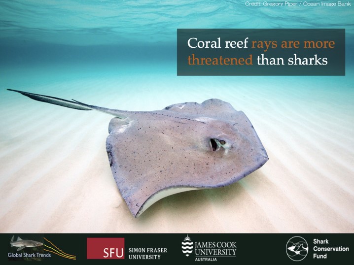 SharkRayFund's tweet photo. @NatureComms @SammSherman27 @SharkColin @NickDulvy found that of 134 #CoralReef #SharksAndRays (59%) are threatened with extinction, making them the most threatened group in the world, and rays were more threatened than sharks! https://t.co/VPaOxnA6zB #ReefSharksAtRisk #ReefRaysAtRisk https://t.co/oDvJV9toUn