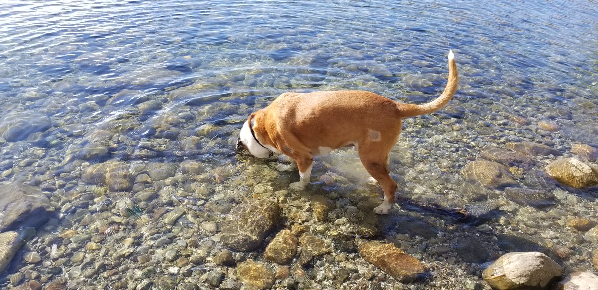 If you see a stick drowning, save it!