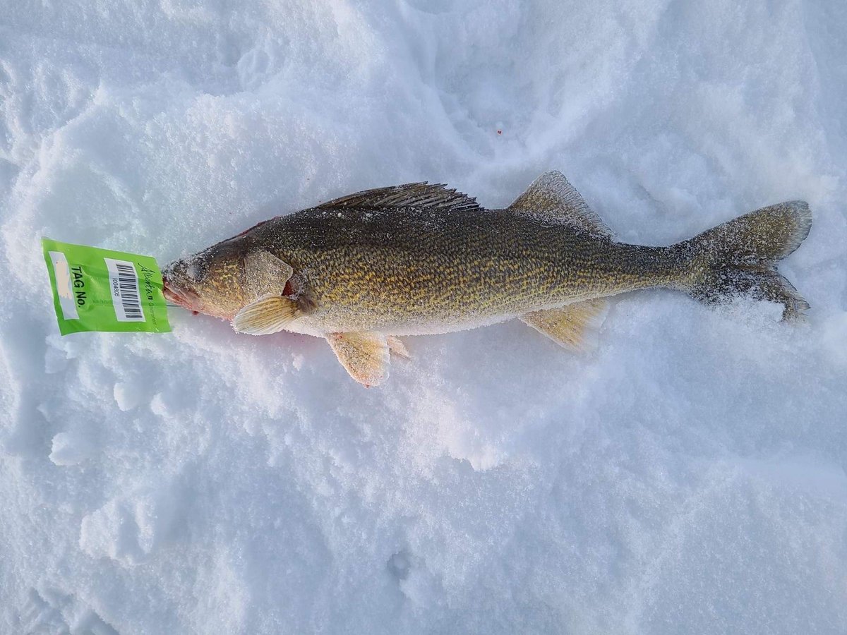AB_Enviro's tweet photo. Curious about what fisheries management has been up to in the last year? Join us for a provincial fisheries webinar on Thursday, January 19 at 7:00 pm. #ABFish
Register & submit a question for the Q&A here: https://t.co/kFZduXzYpM https://t.co/ci1GMwSvy4