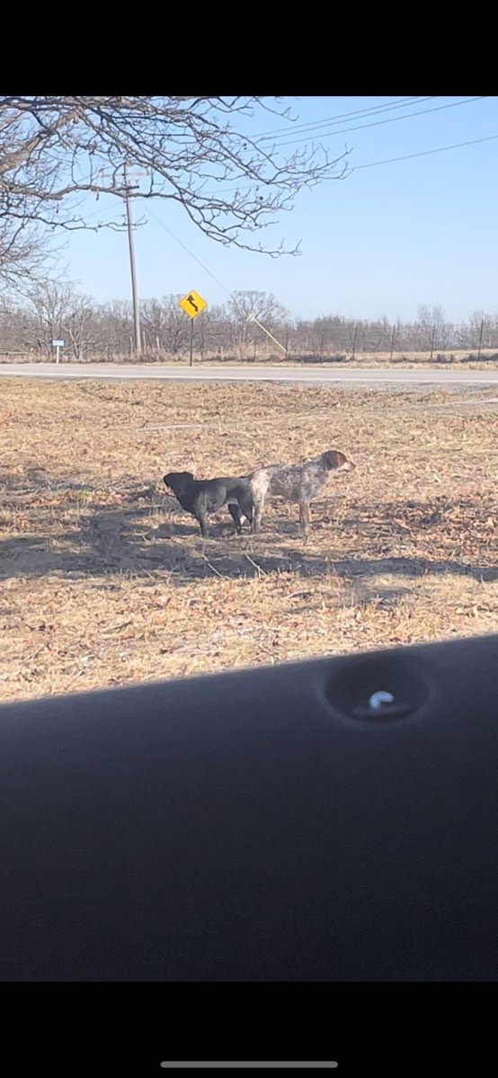 barahsarnts's tweet photo. NEVER have I EVER seen dogs having sex until today. I literally thought they were stuck together like some sort of real life cat dog inception!! I had never seen a dog dick other than a red rocket. My innocence is gone. 🥲 https://t.co/Hpv0eiIB6x
