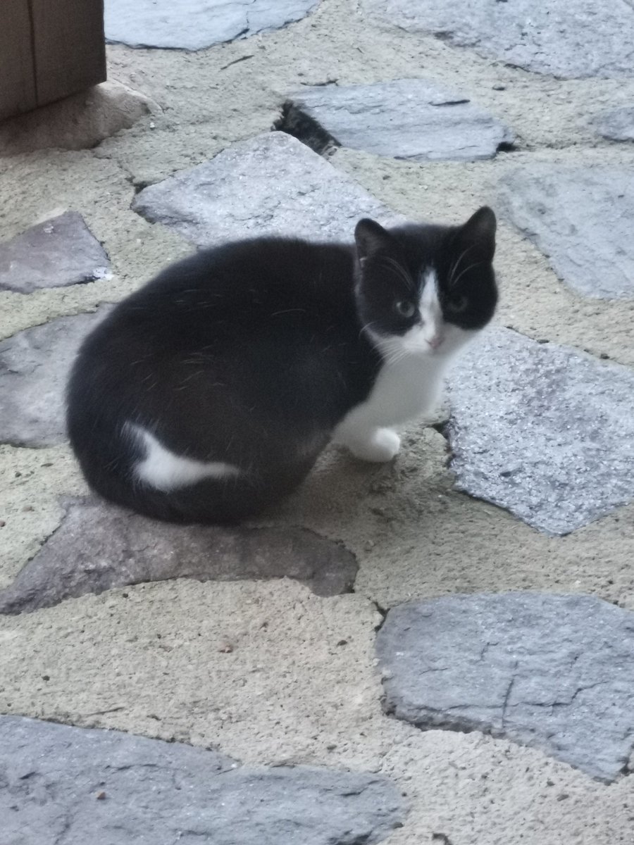 this is 'Lil Chris' another feral cat who turned up a couple of weeks ago , we think he's the son of the feral Wasteman we've been feeding for years . wife says he's young enough to domesticate !