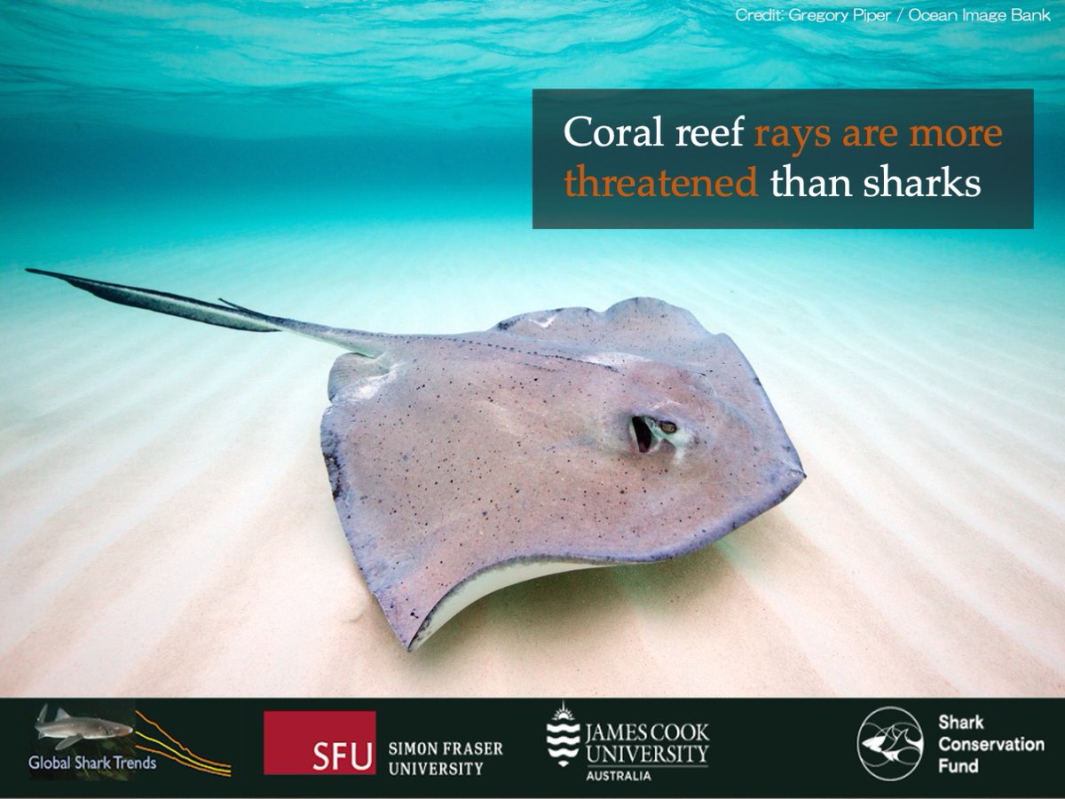SammSherman27's tweet photo. We find that of 134 coral-reef associated sharks and rays, nearly two-thirds (59%) are threatened with extinction:
Rays were more threatened than sharks
➡️ Rays: 64% threatened
➡️ Sharks: 53% threatened
#ReefSharksAtRisk #ReefRaysAtRisk #CoralReef #BiodiversityLoss https://t.co/cgfuUvQYE8