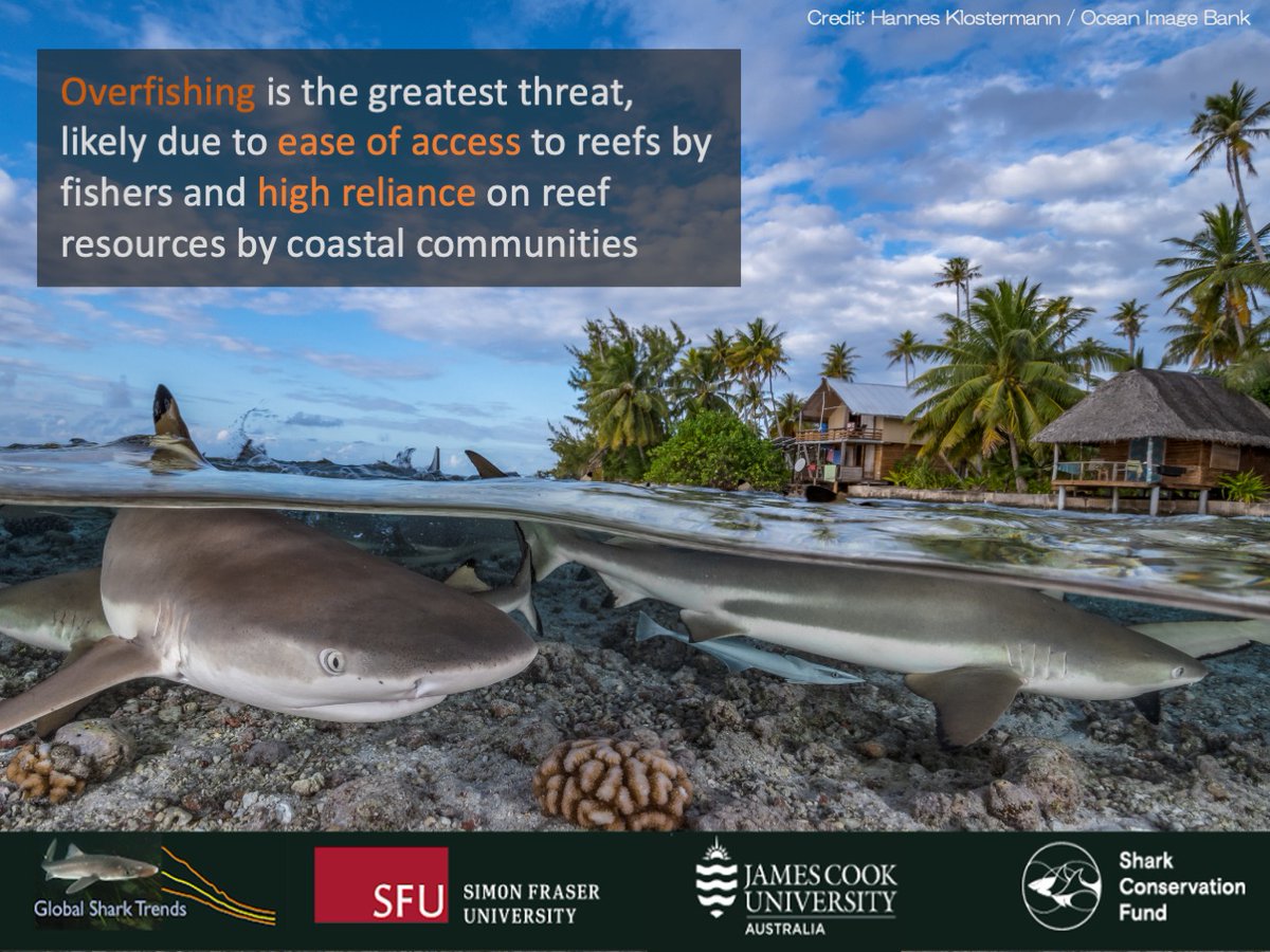 SammSherman27's tweet photo. Coral reefs occur in the heavily fished tropics, exploited by artisanal and commercial fishers. The proximity of the reefs to coastal communities provides easy access for fishers.
#Overfishing #BiodiversityLoss #ReefSharksAtRisk #ReefRaysAtRisk https://t.co/FIvZ5zYxFq