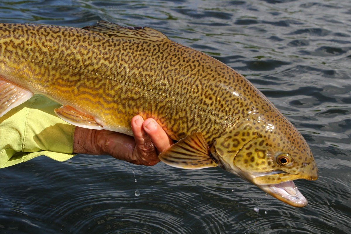 New study suggests that consuming even one portion of freshwater fish in the US exposes the eater to a month's worth of harmful "forever chemicals" such as PFAS. 👇