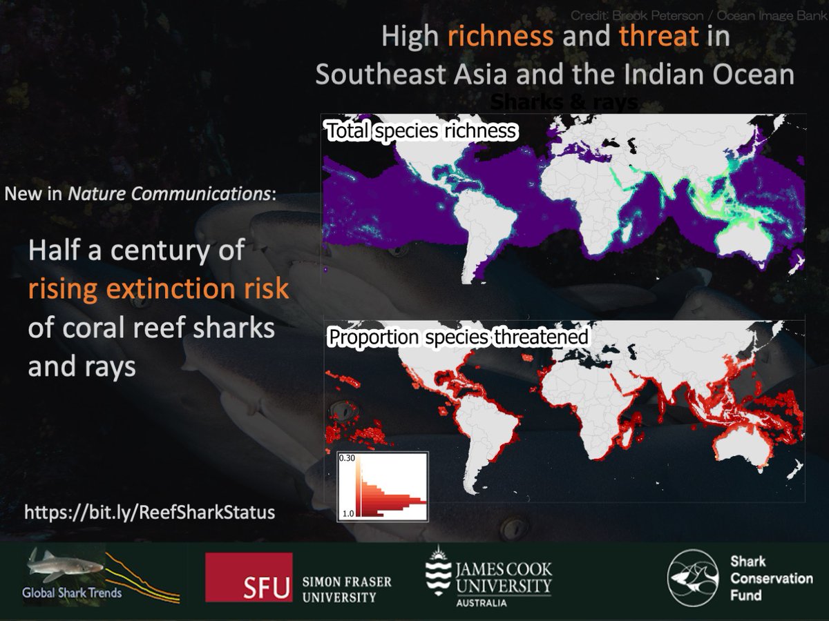 SammSherman27's tweet photo. Regions with high coastal fishing pressure have the highest percentage of #ThreatenedSpecies of sharks and rays.
Areas in all oceans have some locations where 100% of coral reef species are threatened.
#ReefSharksAtRisk #ReefRaysAtRisk #BiodiversityLoss #GlobalSharkTrends https://t.co/IuvhzZZYcS