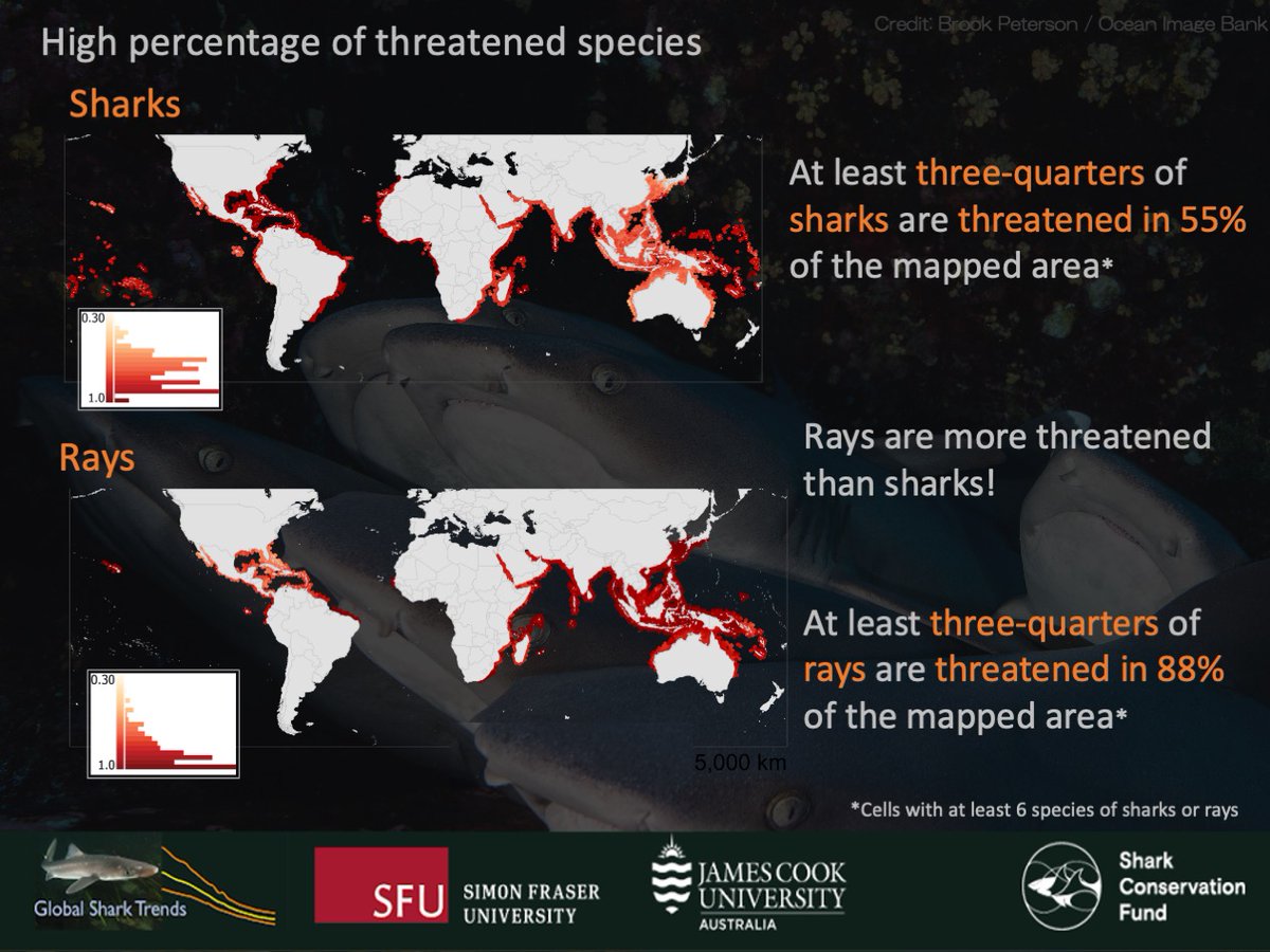 SammSherman27's tweet photo. At least three-quarters of sharks and rays are threatened in OVER 50% of their mapped areas.
➡️ Sharks - ¾ threatened in 55% of mapped area
➡️ Rays - ¾ threatened in 88% of mapped area
#BiodiversityLoss #ReefSharksAtRisk #ReefRaysAtRisk https://t.co/A5SZYxcHdB