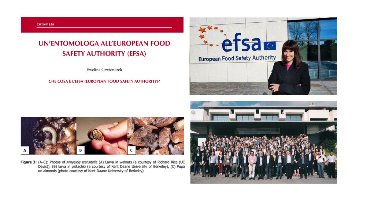 👩‍🔬 What are the entomologists doing in @EFSA_EU ? 🤔
📢 Check out the last newsletter of the Italian Society of Entomology were Dr. Ewelina Czwienczek explains our work🌱🐛🦋 🦟 #InsectVectors #Xylellafastidiosa #PlantandAnimalHealth 
Link to article ➡ shorturl.at/gjk06