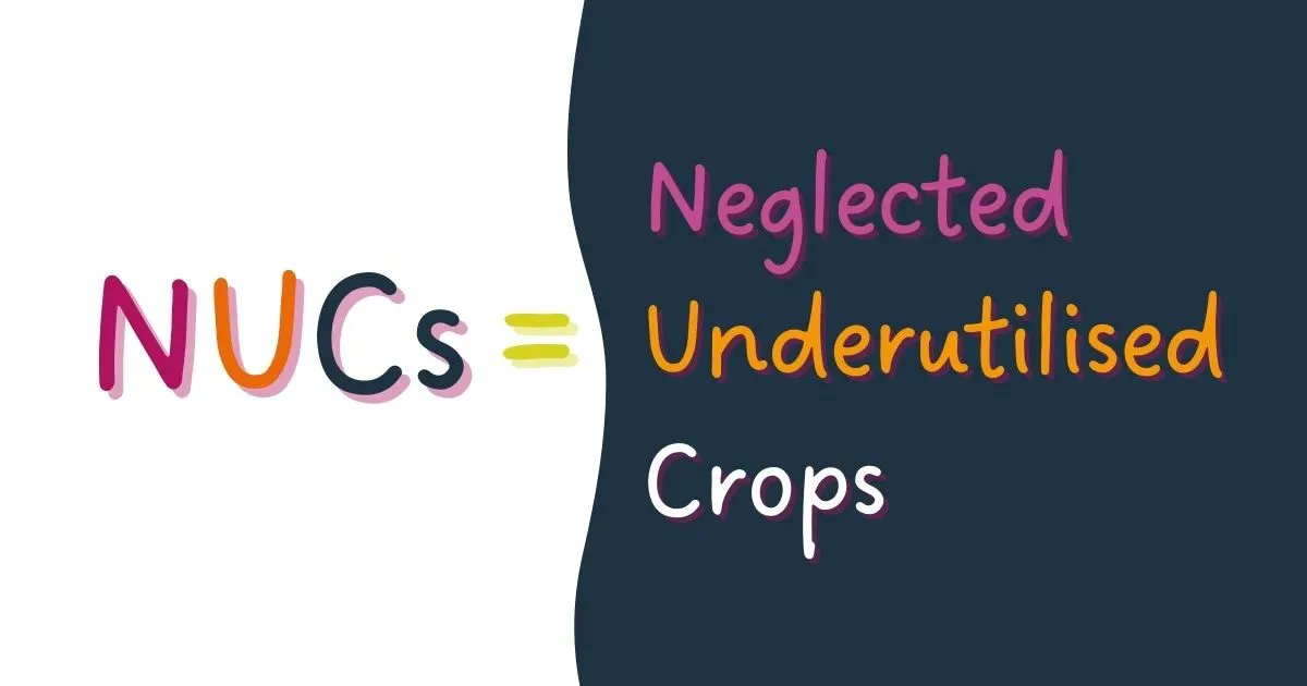 DIVINFOOD's tweet photo. Do you know what NUCs are?⬇️
There are over 30k crops on earth that we can eat. But we only cultivate 150 of them! 😱
The 150 types of crop are called staple crops - think sweetcorn maize and common wheat 🌽
#DIVINFOOD #H2020 https://t.co/dspmCLls5R