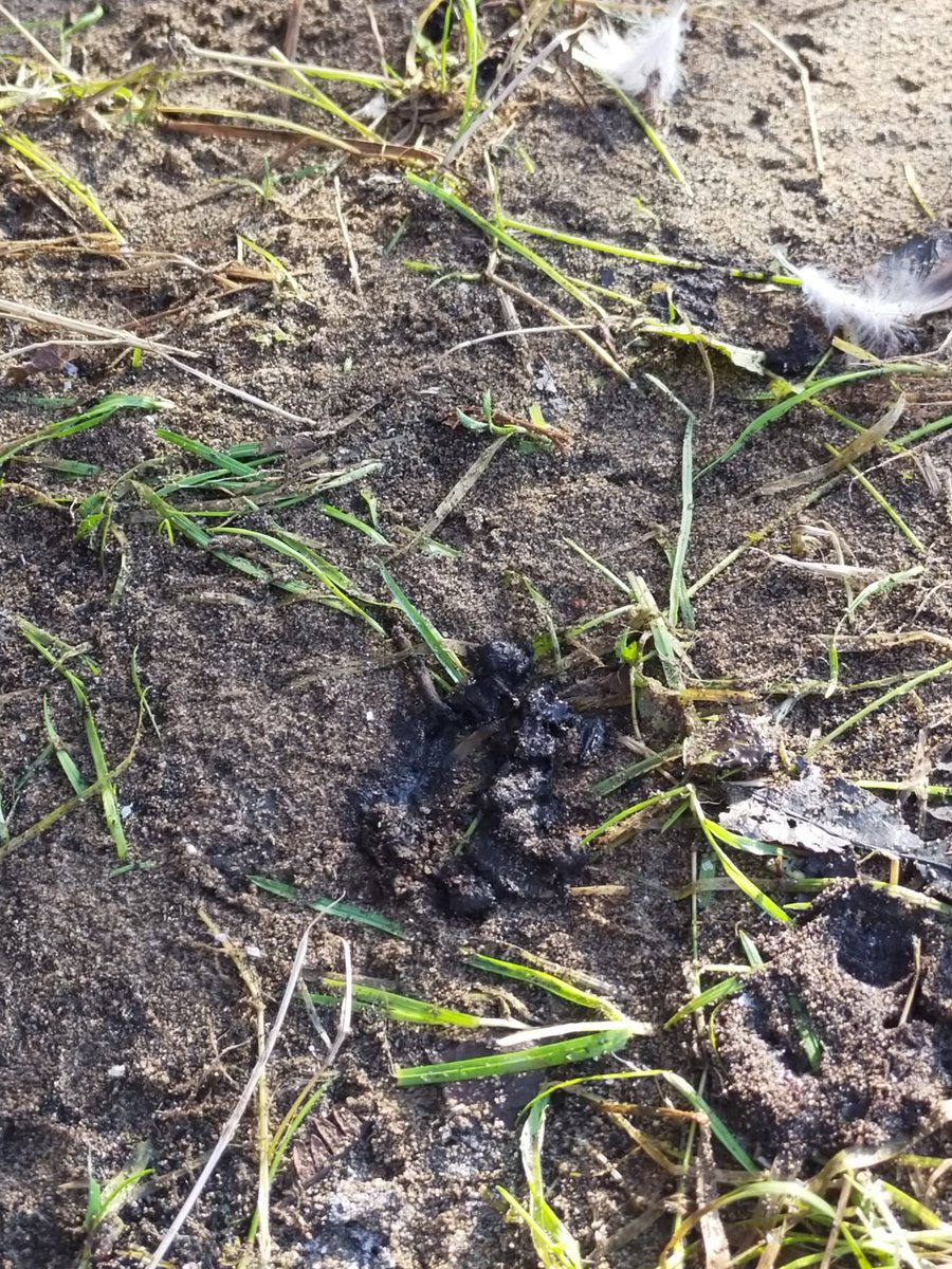 Jenny_S_Ecology's tweet photo. Thank you @Otter_Project for today's otter spraint survey ☺️
🦦💩🦦💩🦦💩

And thank you @O_o_Frank
for bringing Helix 😁🐶🐾

@CUBiosciences 
@OnE_CardiffUni https://t.co/TaPWwFpubr