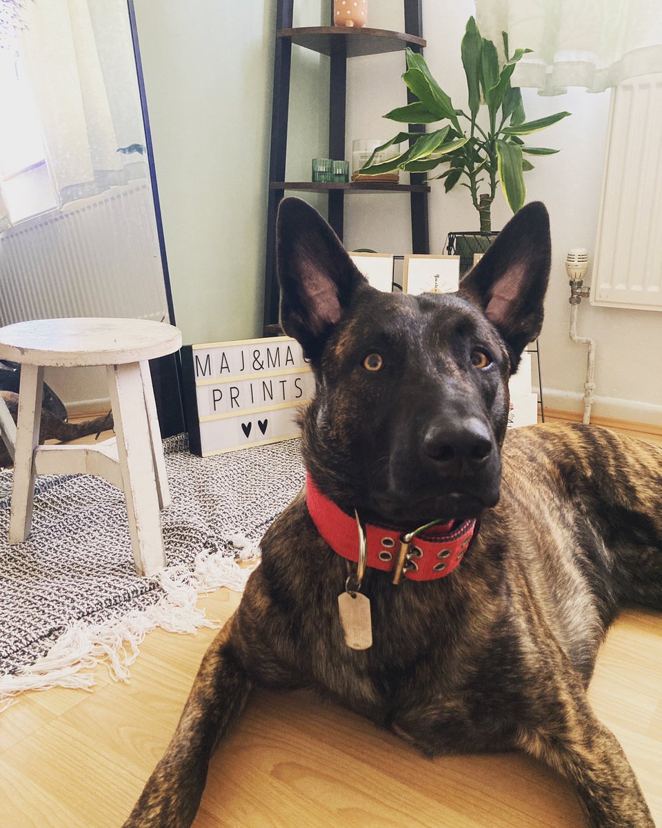 Ah, my little (or should I say big) Office buddy 🐾

Always there to give me company whilst doing my orders ❤️ anyone else have they’re fur friends to help them out? #officebuddy 

#dutchshepherd #furfriends #orders #packingorders #dogowner #doglover #doglovers #mali #malinois