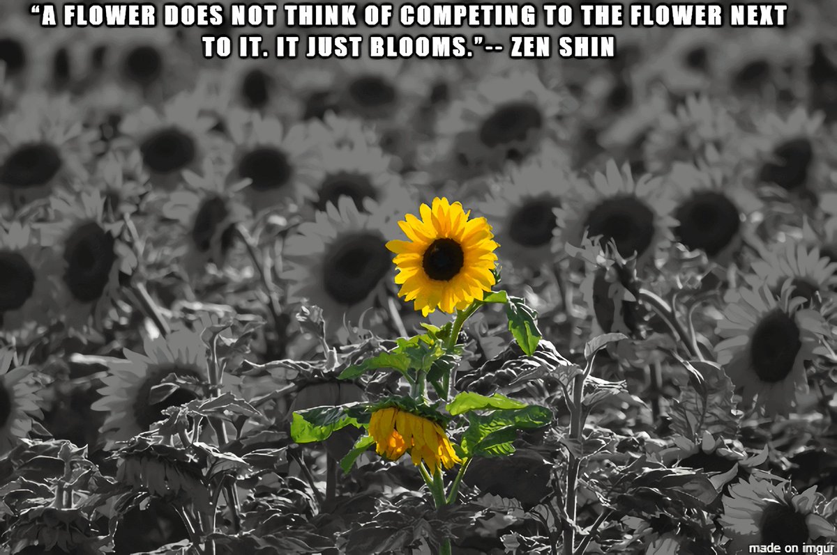 SunflowerERC's tweet photo. 🌻🌻🌻Sunflowers, as a natural organism, are known for their beauty, resilience, and versatility. They are also known for their generosity 😀$FLOWER #ETH https://t.co/UTiuu4K0fk