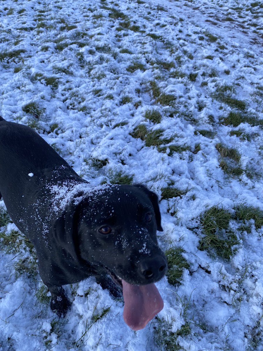 Snow dog 🥰