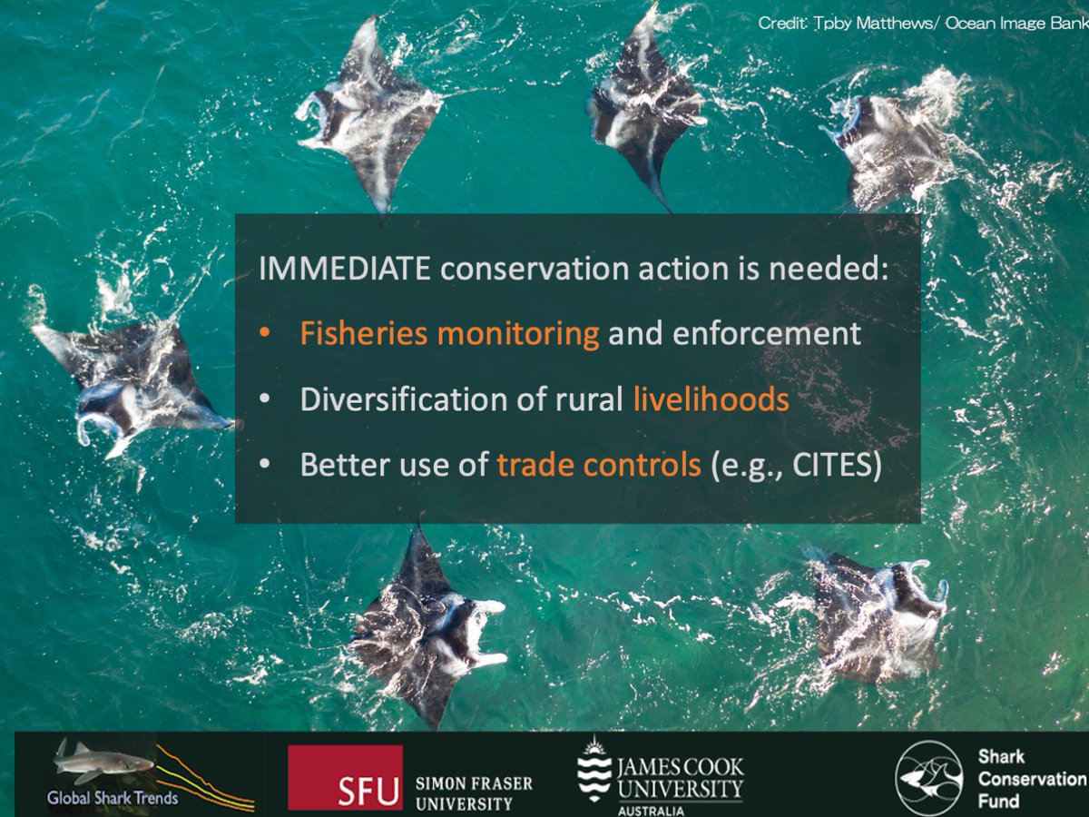 SammSherman27's tweet photo. Urgent action is needed to halt and reverse the declines of #CoralReef sharks and rays:
➡️ Improved #FisheriesManagement
➡️ Alternative livelihoods for subsistence fishers
➡️ Proper implementation of trade controls
#CITES #ReefSharksAtRisk #ReefRaysAtRisk #BiodiversityLoss https://t.co/UI2ZmY5H56